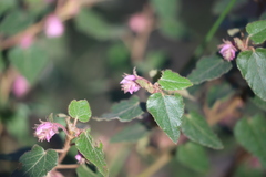 Thomasia grandiflora