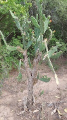 Opuntia elata