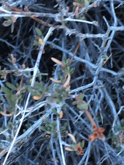 Eriogonum fasciculatum polifolium