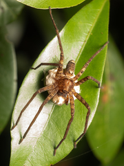 Heteropoda amphora