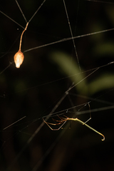 Ariamnes cylindrogaster