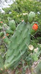 Opuntia elata