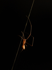 Faiditus