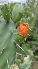 Opuntia elata