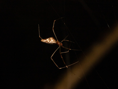 Argyrodes fissifrons