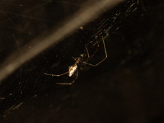 Argyrodes fissifrons