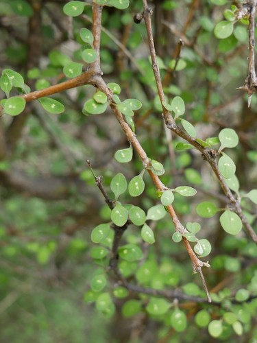 Coprosma virescens Petrie