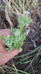 Lupinus bracteolaris