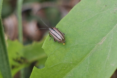 Disonycha bicarinata