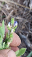 Lupinus bracteolaris