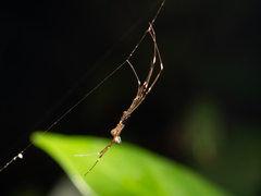 Argyrodes fissifrons