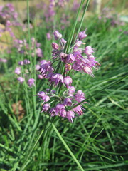 Allium chinense