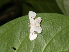 Dysaethria flavistriga