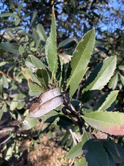 Comarostaphylis diversifolia