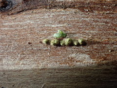 Thyronectroidea chrysogramma
