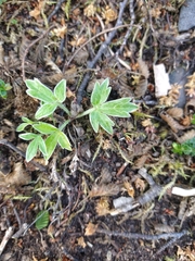 Hamadryas magellanica