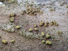 Thyronectroidea chrysogramma