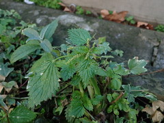Urtica membranacea