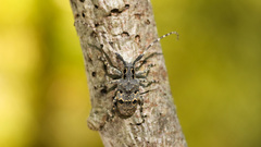 Mesosa curculionoides