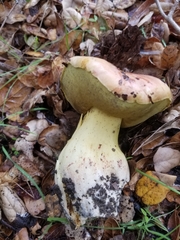 Butyriboletus querciregius