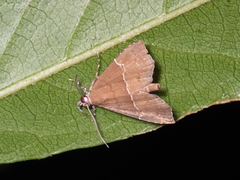 Catada vagalis