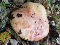 Butyriboletus querciregius