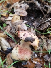 Butyriboletus querciregius