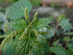 Urtica membranacea