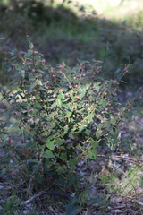 Thomasia grandiflora