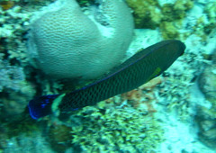 Pseudodax moluccanus