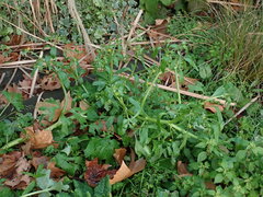 Ranunculus sceleratus