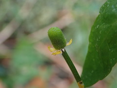 Ranunculus sceleratus