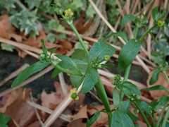 Ranunculus sceleratus
