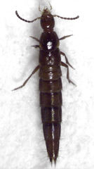 Quedius secretus