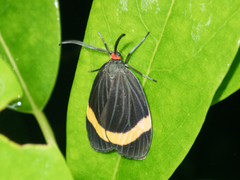 Pidorus