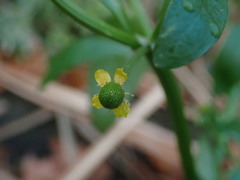 Ranunculus sceleratus