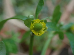 Ranunculus sceleratus