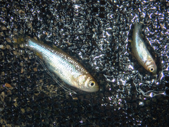 Aphyocypris normalis