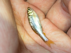 Aphyocypris normalis