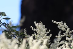 Trymalium angustifolium