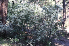 Trymalium angustifolium