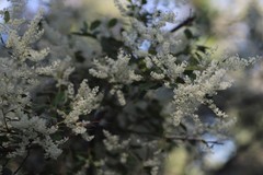 Trymalium angustifolium