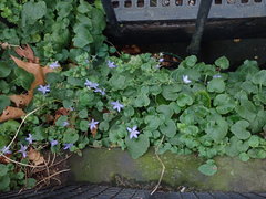 Campanula poscharskyana