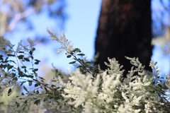 Trymalium angustifolium