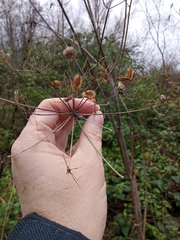 Heracleum sphondylium