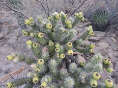 Cylindropuntia bigelovii ciribe