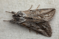 Pleromelloida cinerea