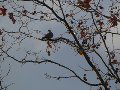Streptopelia decaocto