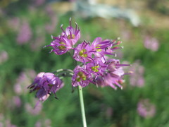 Allium chinense