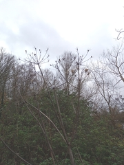 Heracleum sphondylium